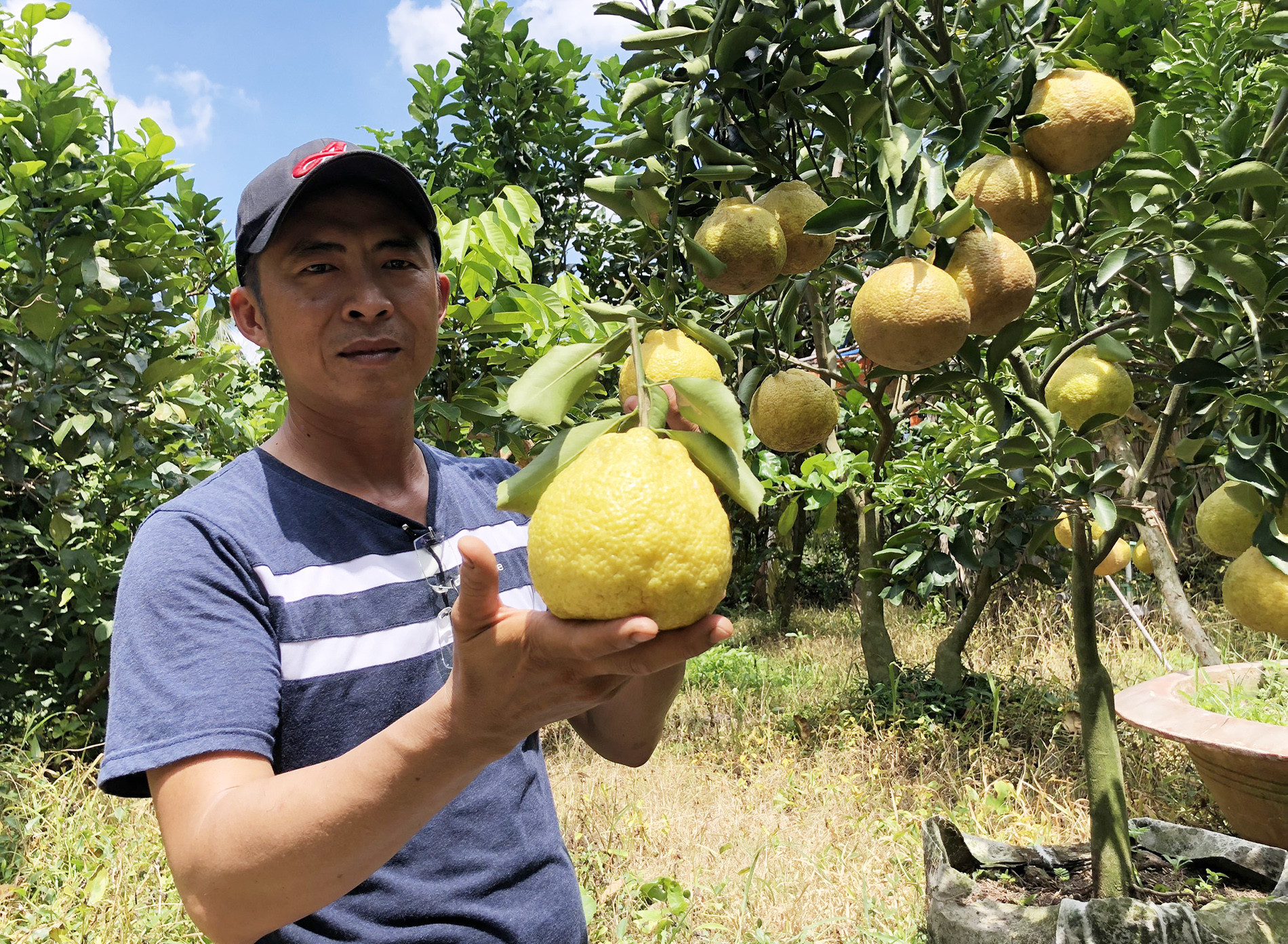 Nông dân miền tây lai tạo ra giống cam mới, cho năng suất cao.