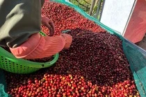 Giá cà phê xuất khẩu Việt Nam lập kỷ lục, doanh thu gần 6 tỷ USD sau 7 tháng