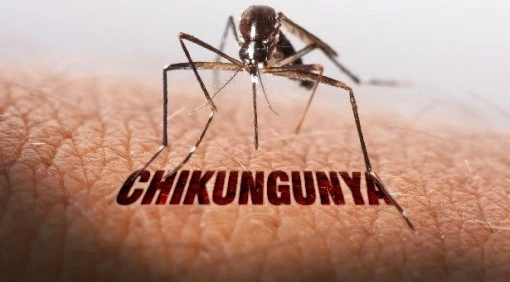 TP.HCM tăng cường giám sát bệnh Chikungunya giữa nguy cơ bùng phát toàn cầu