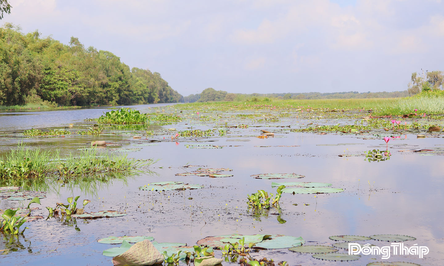 Bảo tồn sếu đầu đỏ gắng liền với kinh tế xanh tỉnh Đồng Tháp